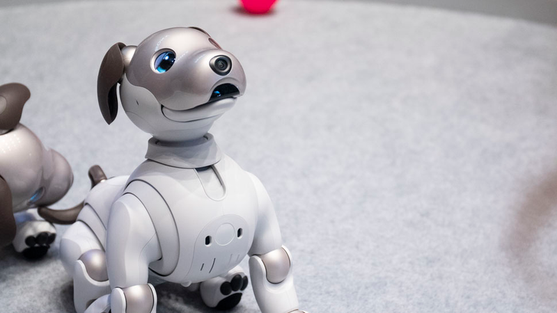 Yes that is a camera in Aibo’s nose.